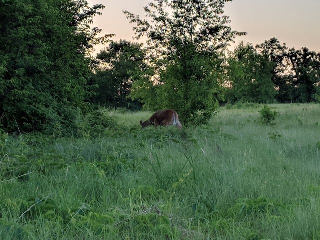 Lake Elmo Park Reserve